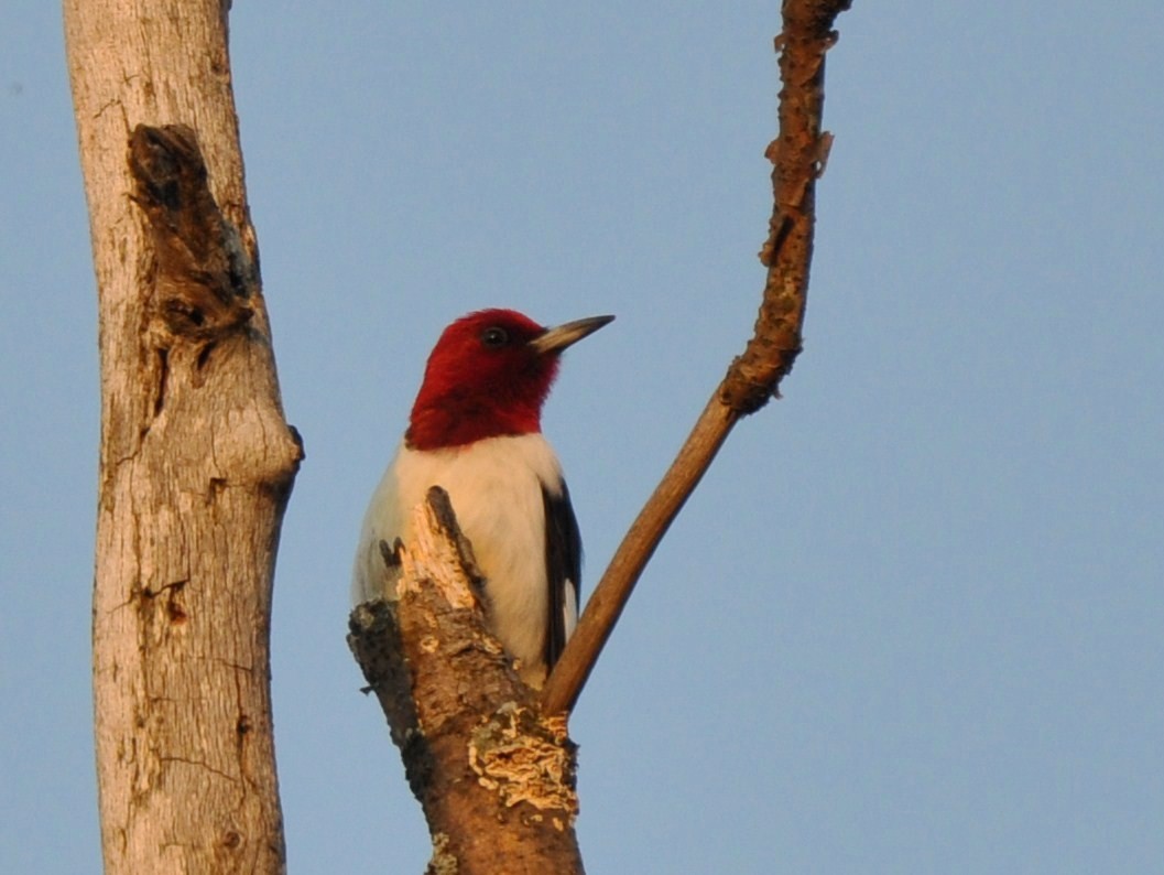 Red-headed Woodpecker - ML33968101