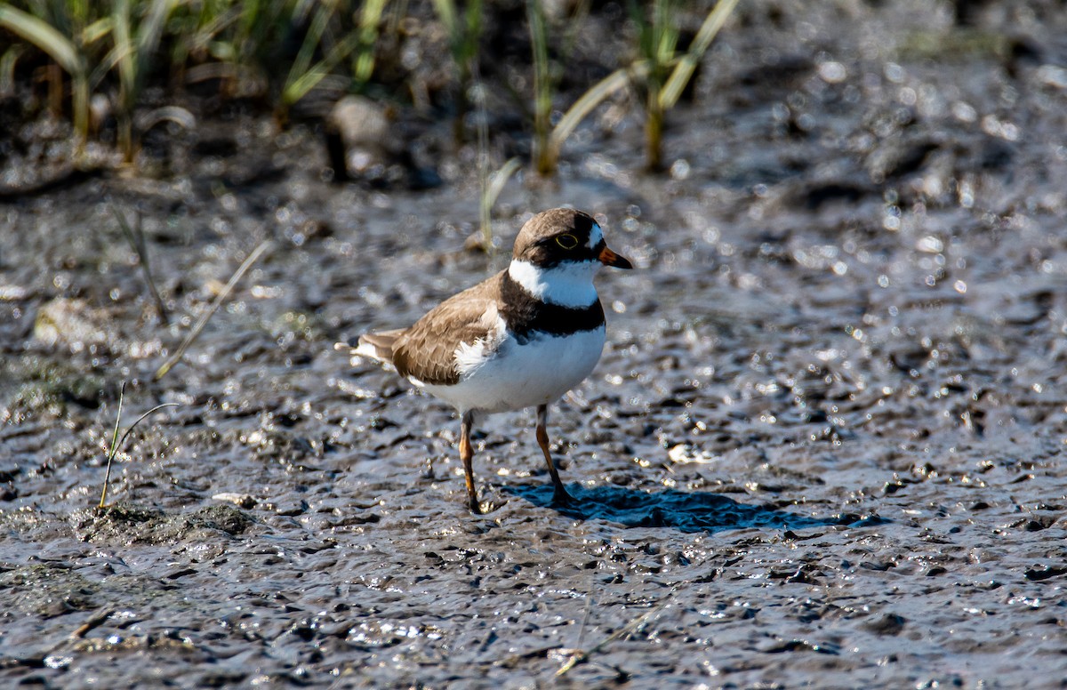 Semipalmated Plover - Matt Ratcliffe