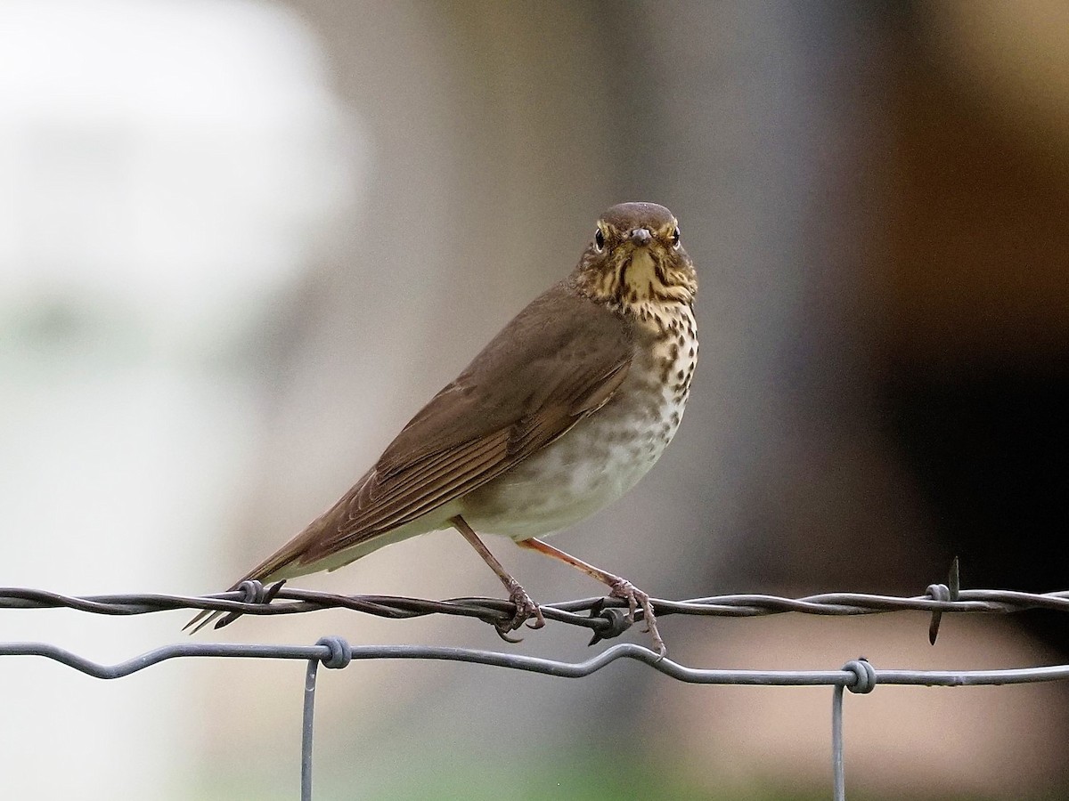 Swainson's Thrush - ML339681811