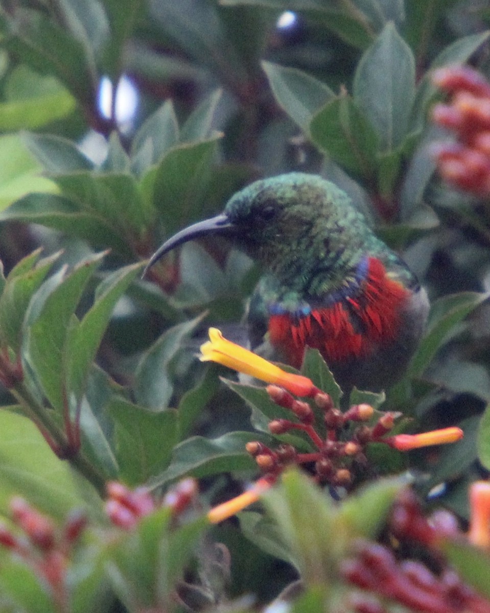 Eastern Miombo Sunbird - ML33968311