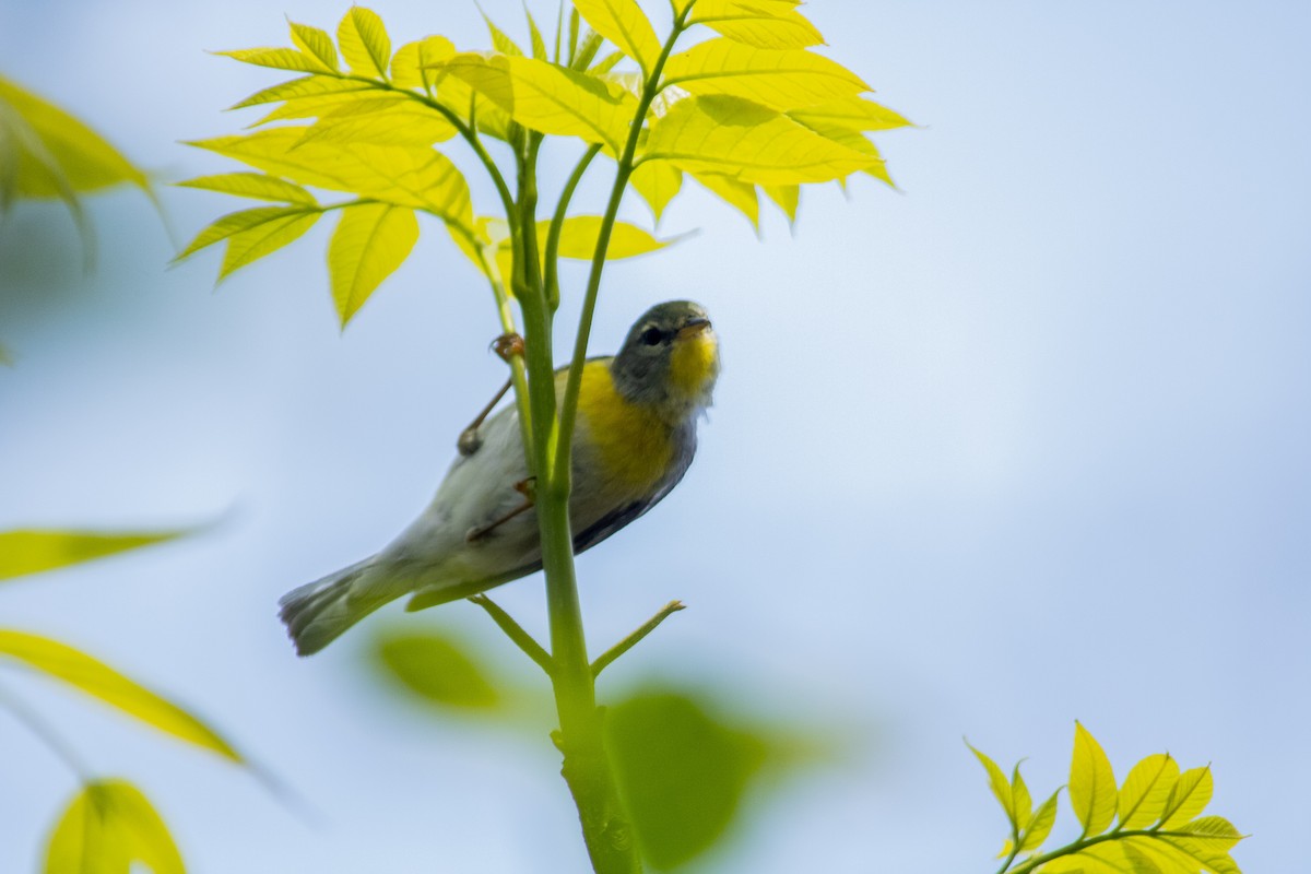 Northern Parula - ML339685831