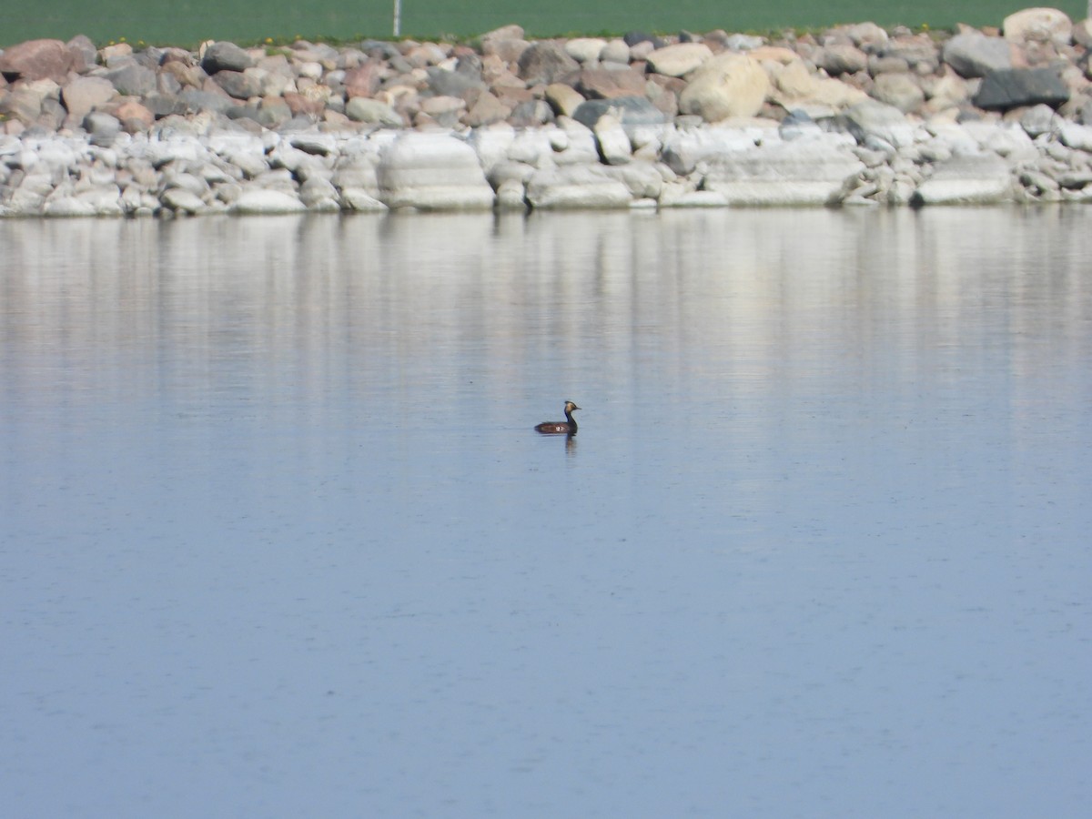 Eared Grebe - ML339686721