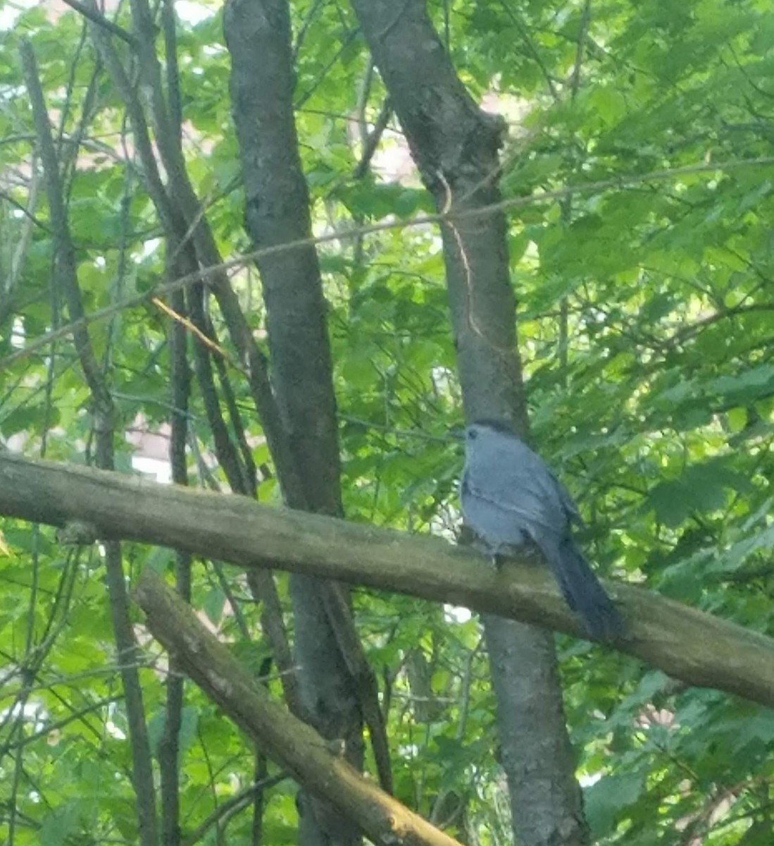 Gray Catbird - ML339688721