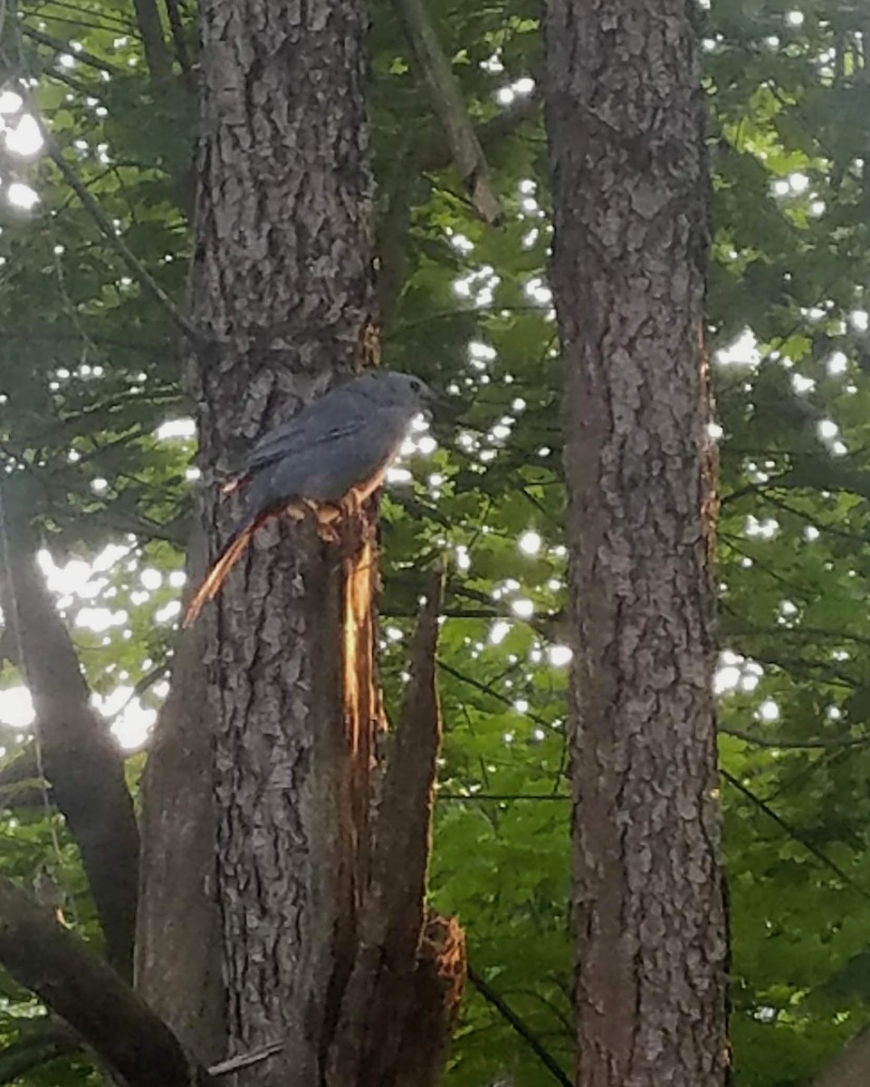 Gray Catbird - ML339688731