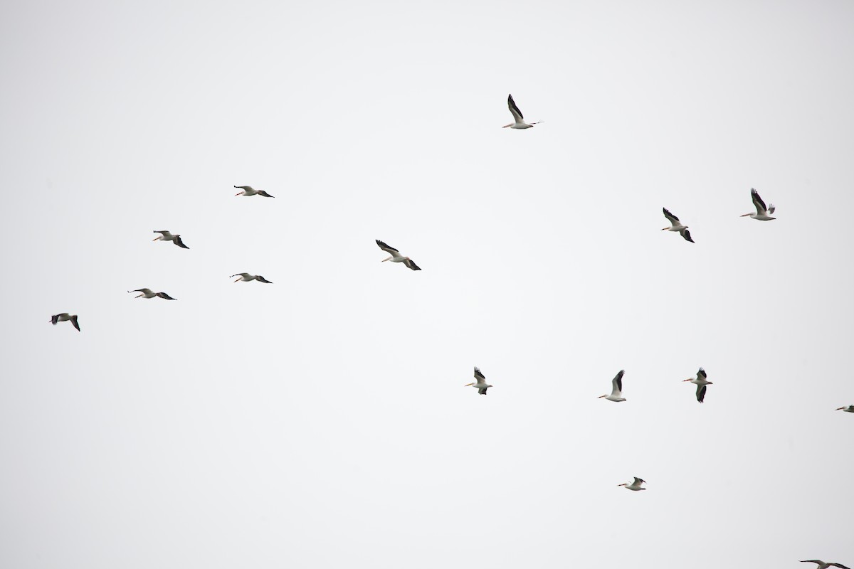 American White Pelican - ML339690561