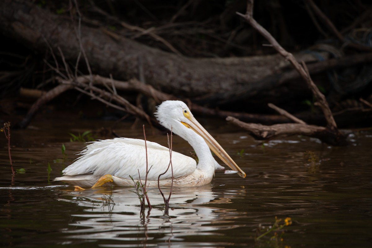 American White Pelican - ML339690701