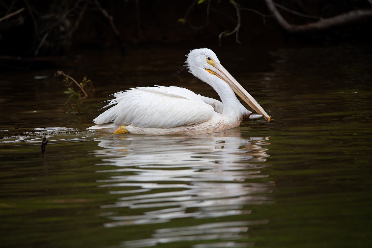 American White Pelican - ML339690721