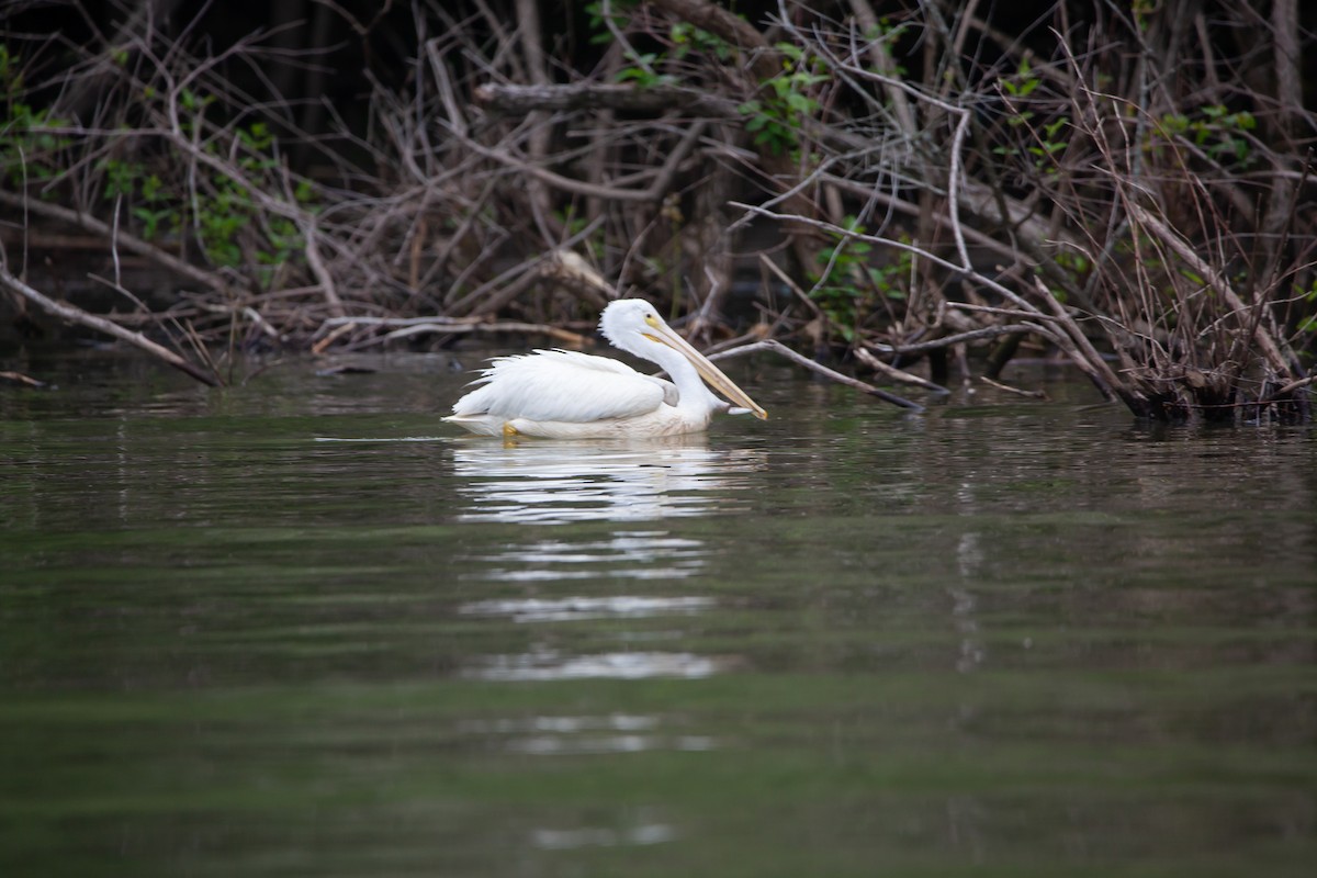 American White Pelican - ML339690731