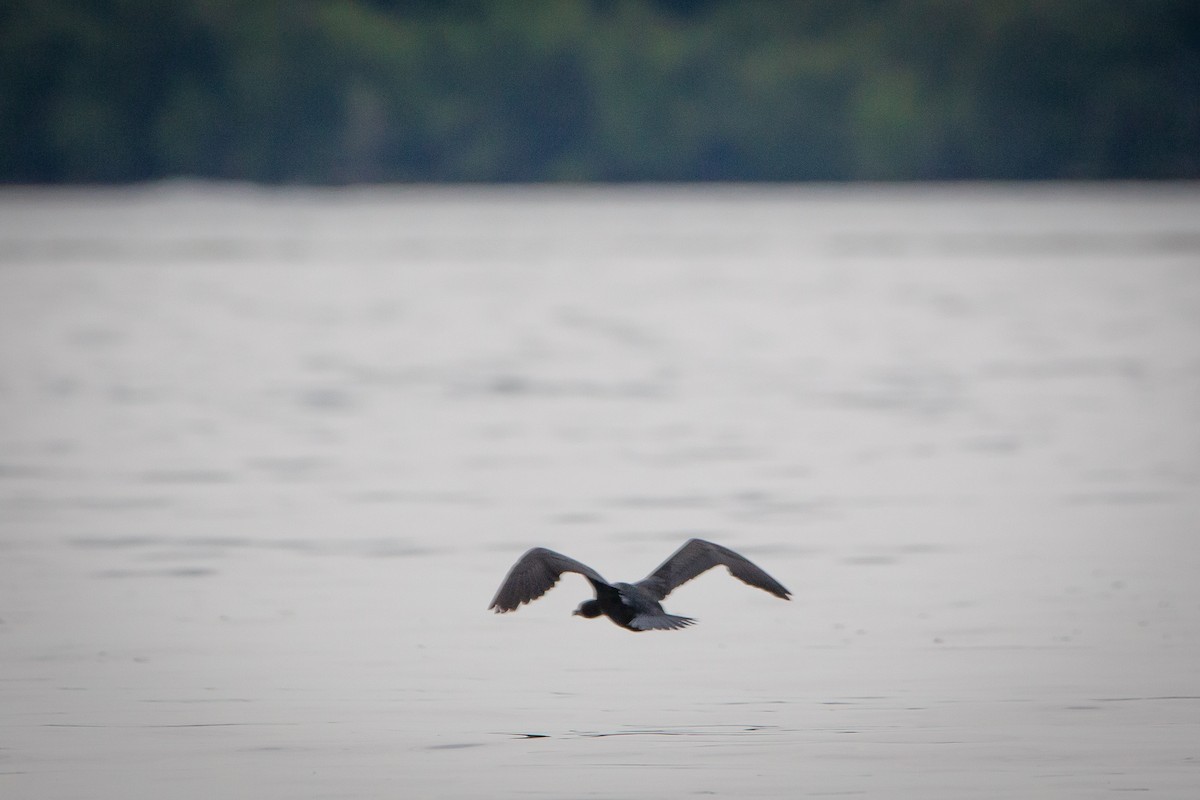 Double-crested Cormorant - Jacquelyn Wells