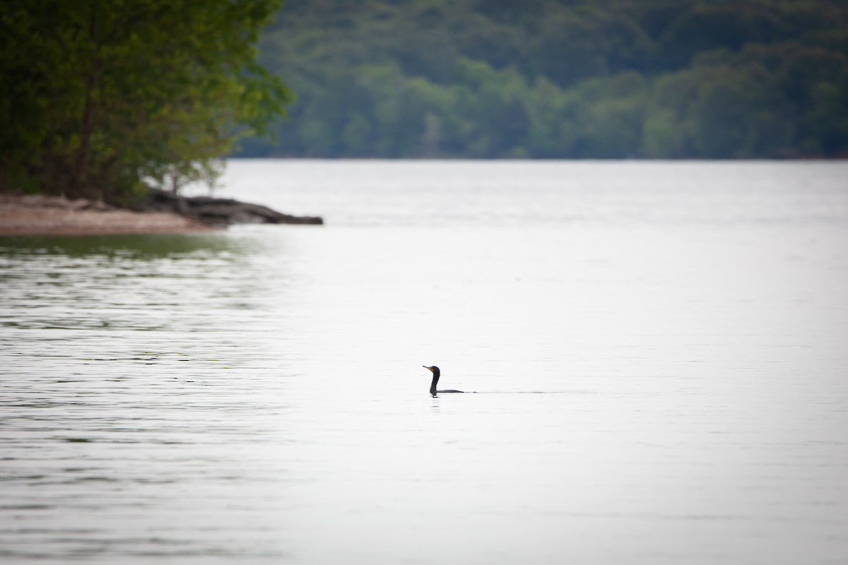 Double-crested Cormorant - ML339690771