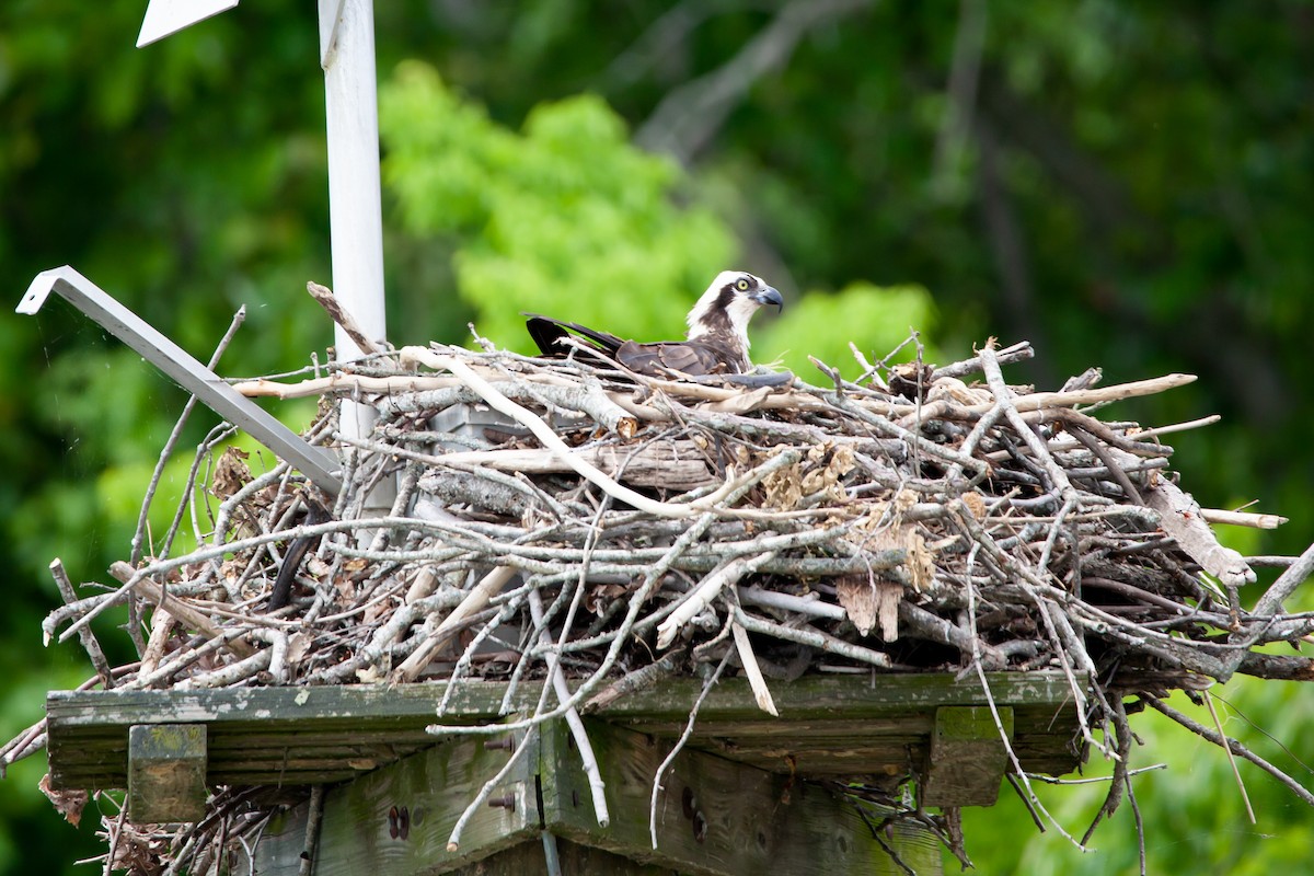 Osprey - ML339690901