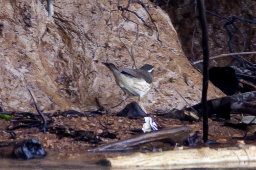 Louisiana Waterthrush - Jacquelyn Wells