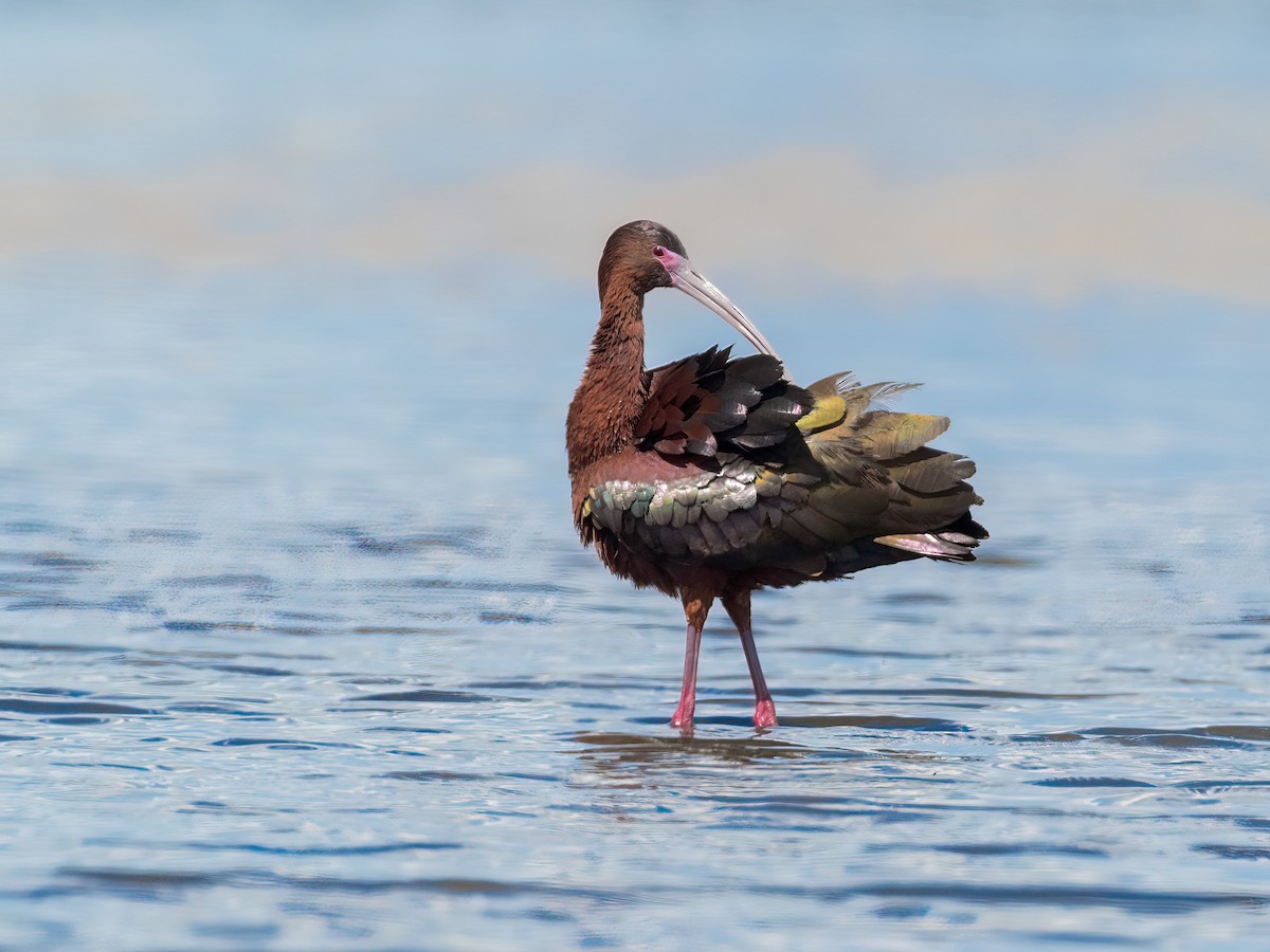 White-faced Ibis - ML339691181