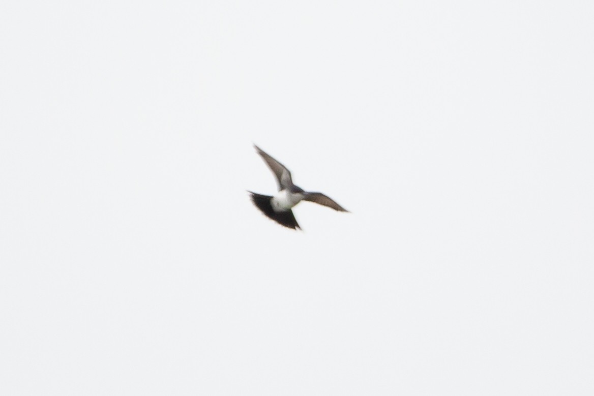 Eastern Kingbird - ML339691431