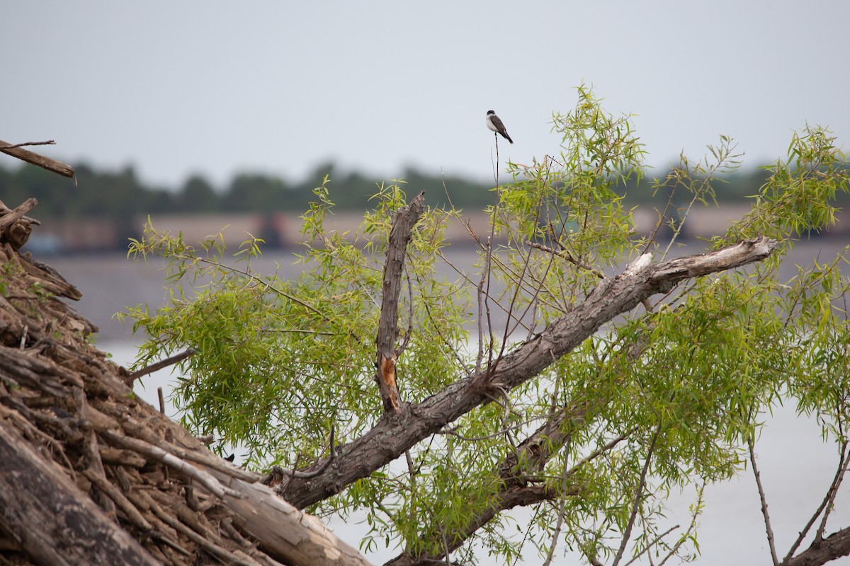 Eastern Kingbird - ML339691491