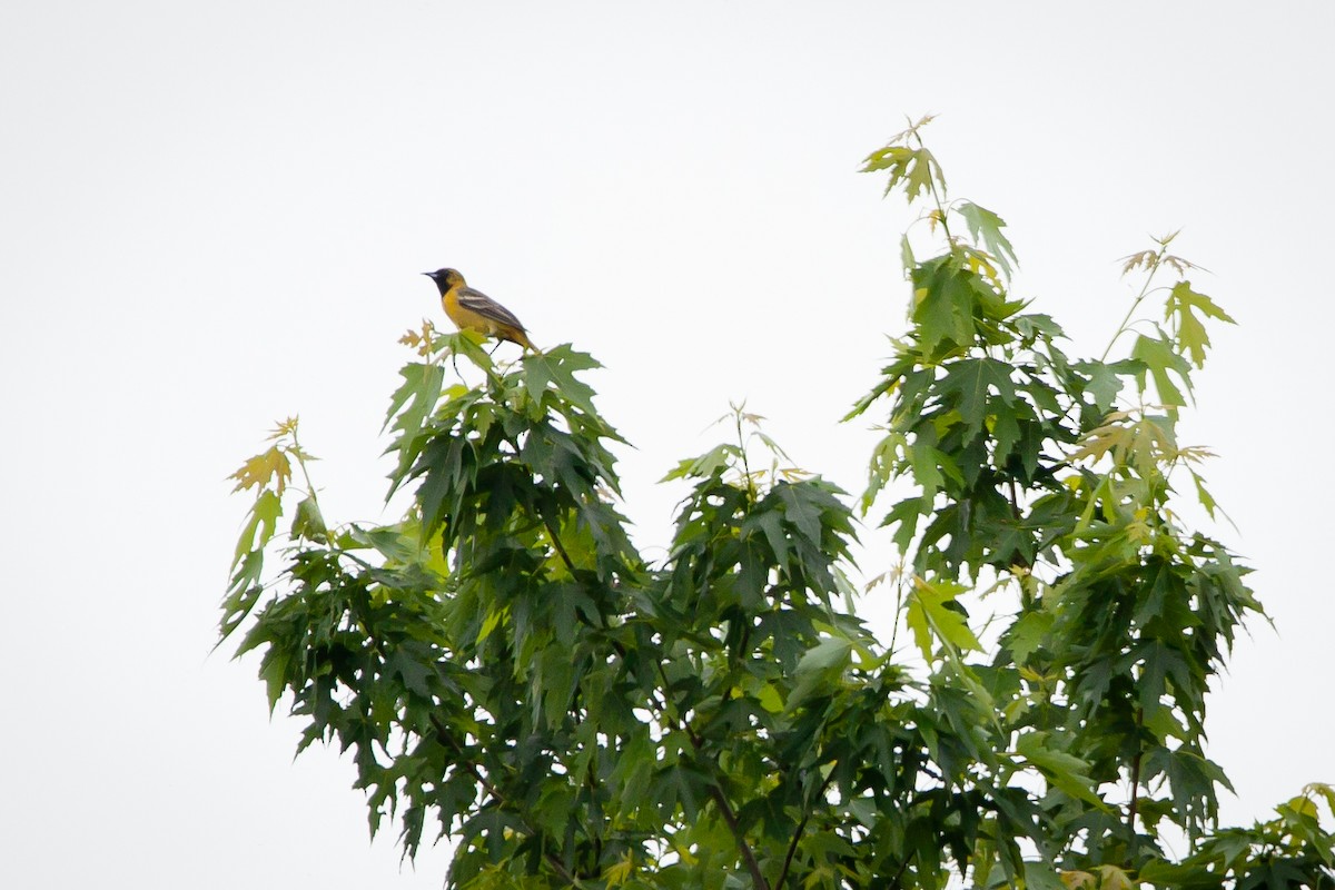 Orchard Oriole - ML339691641