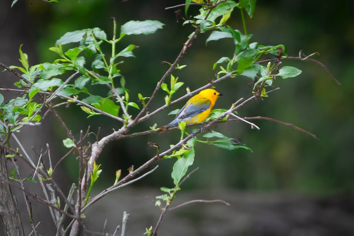 Prothonotary Warbler - ML339691731