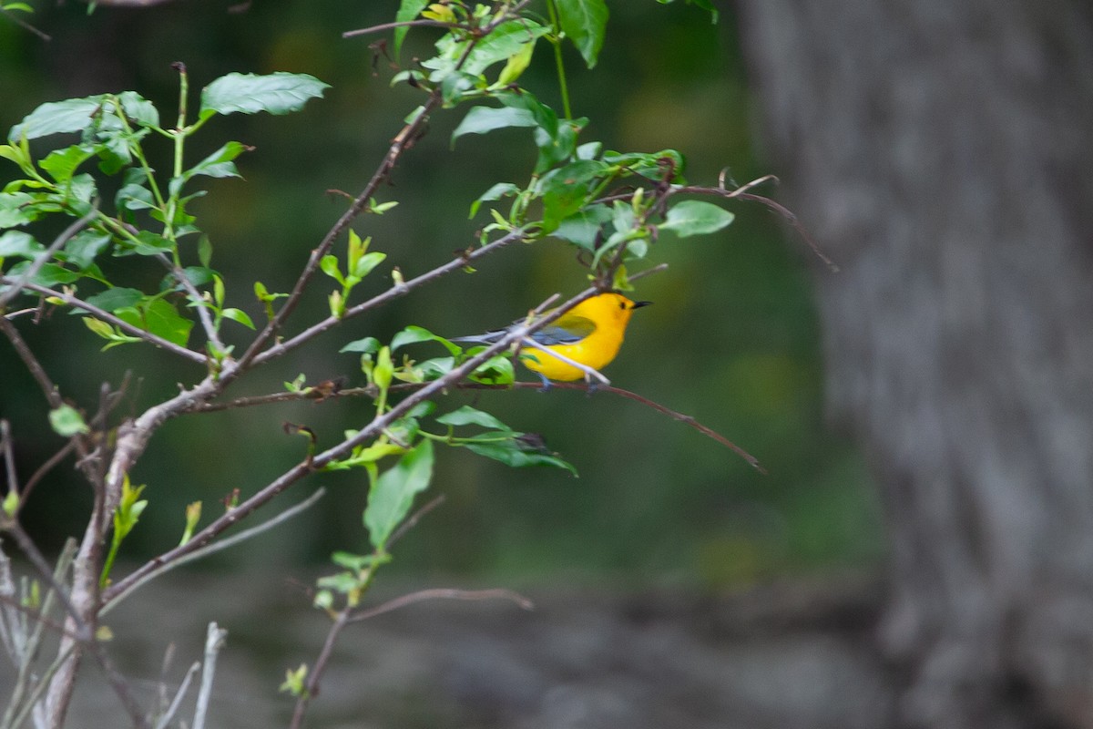 Prothonotary Warbler - Jacquelyn Wells
