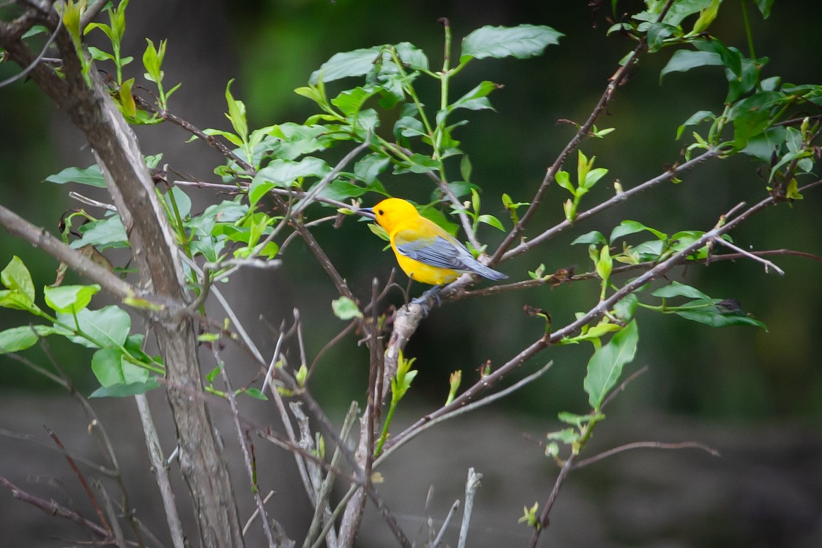 Prothonotary Warbler - ML339691751
