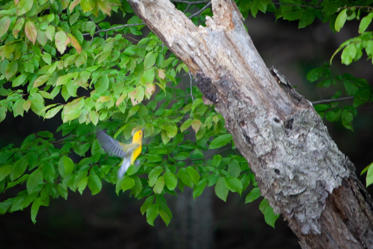 Prothonotary Warbler - ML339691771