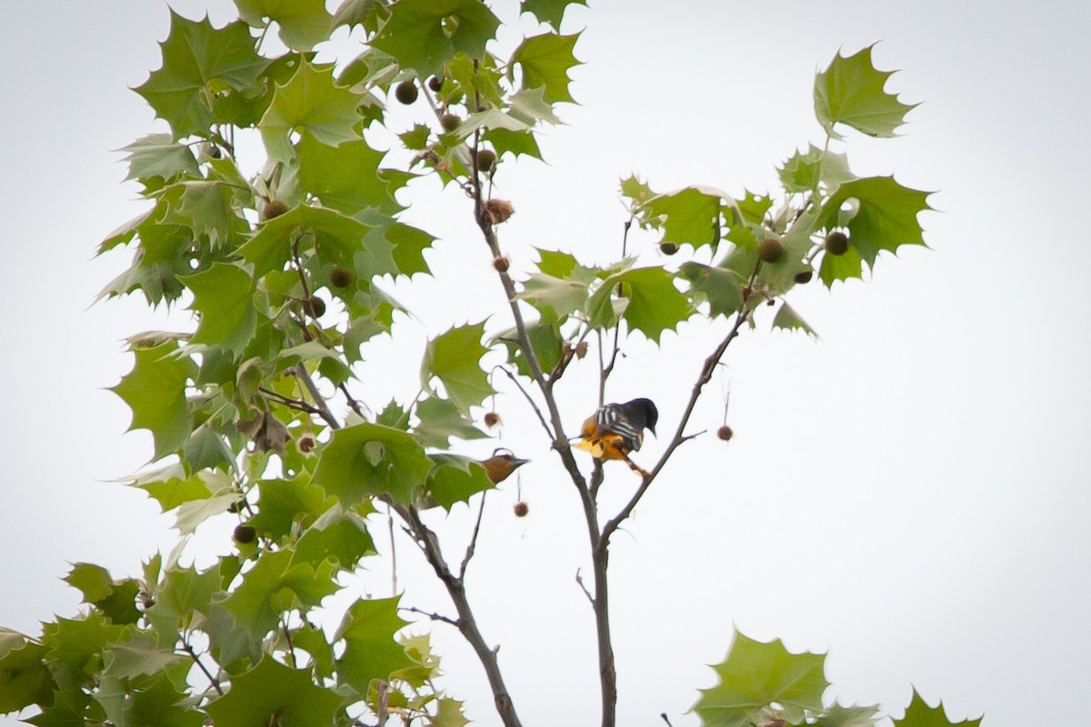 Baltimore Oriole - ML339691801