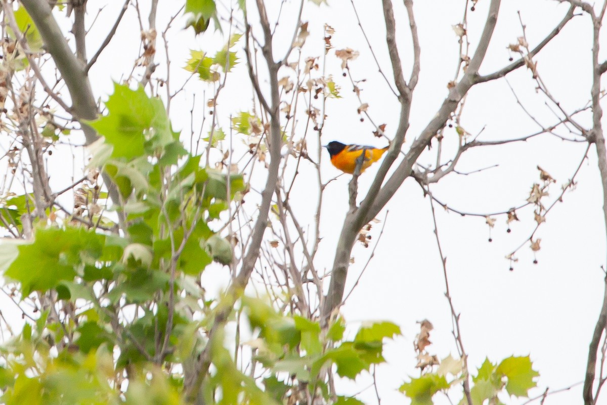 Baltimore Oriole - ML339691811