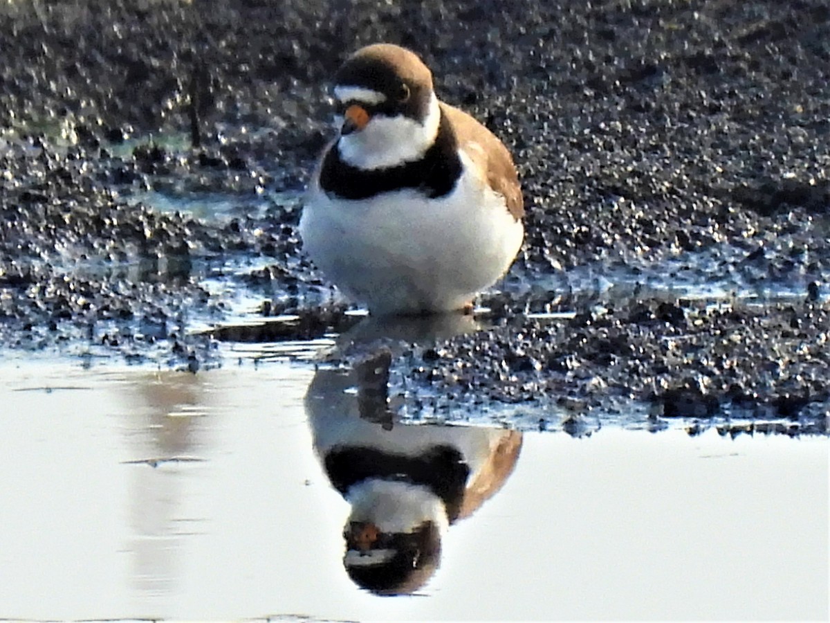 Semipalmated Plover - ML339694131