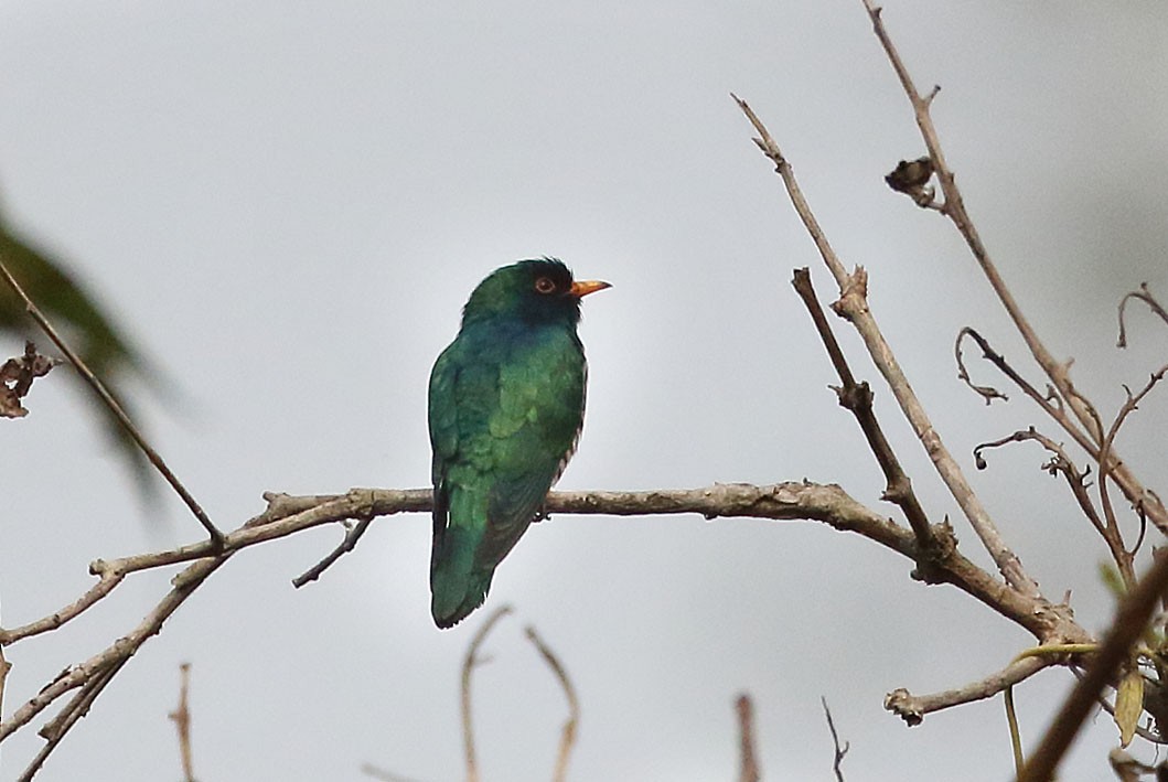 Asian Emerald Cuckoo - Gobind Sagar Bhardwaj