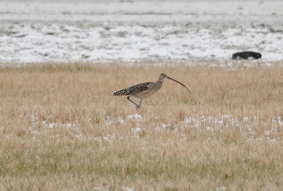 Long-billed Curlew - ML339697321
