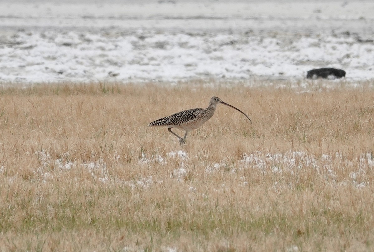 Long-billed Curlew - john bishop