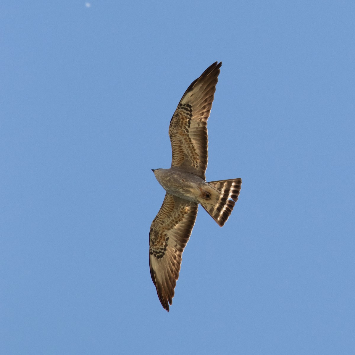 Mississippi Kite - ML339698911