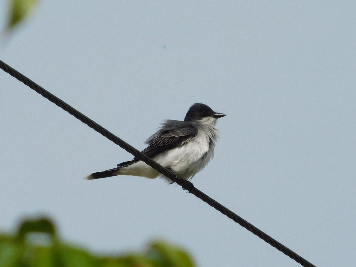 Eastern Kingbird - ML339699411