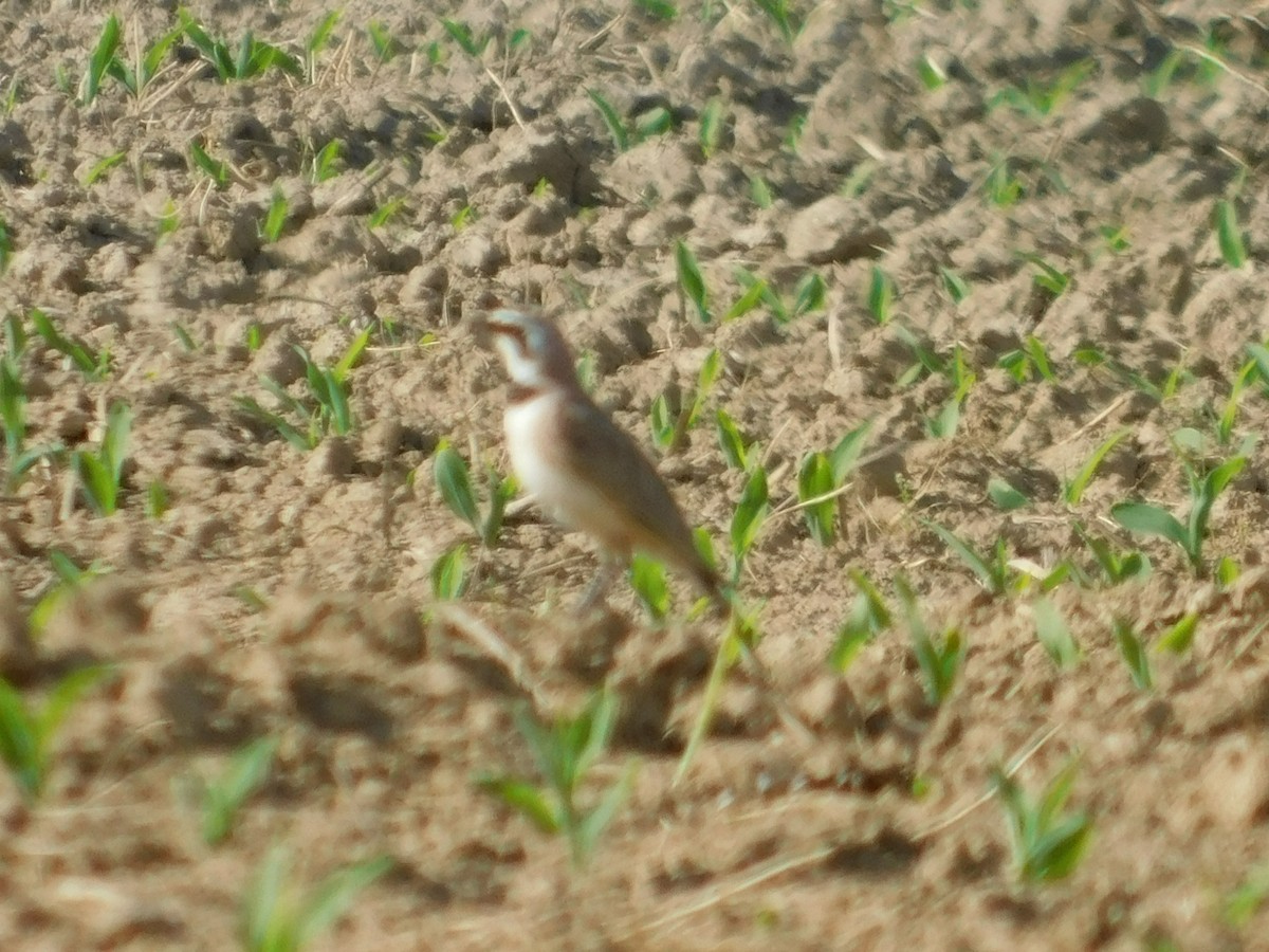 Horned Lark - ML339699571