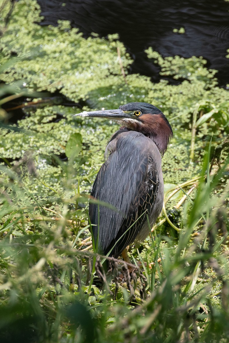 Green Heron - Tony Byrne