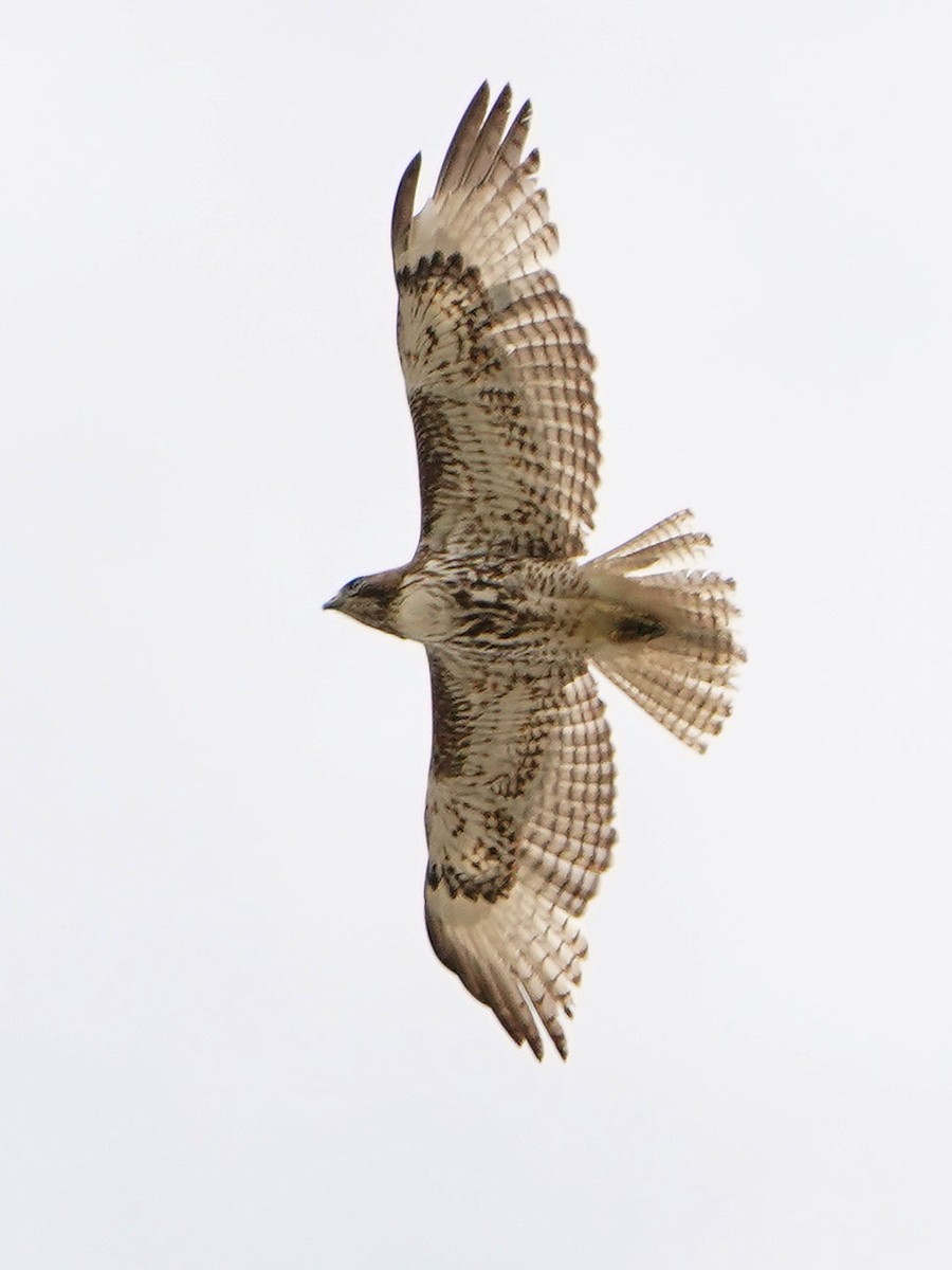 Red-tailed Hawk - Cathy Sheeter