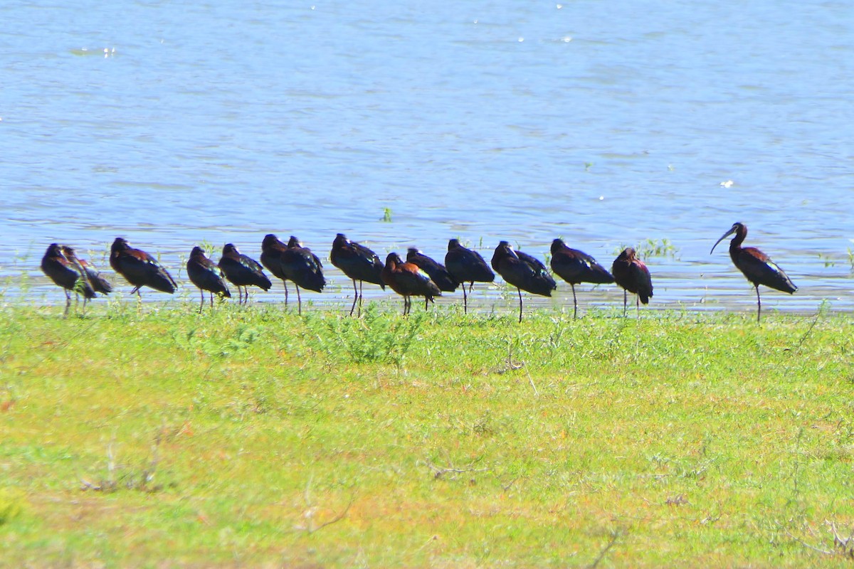 White-faced Ibis - ML339703761