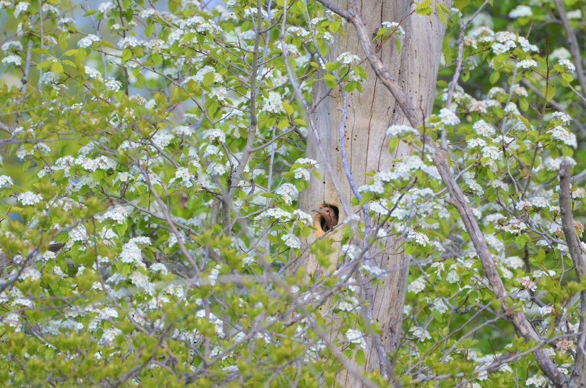 Northern Flicker (Yellow-shafted) - ML339705401