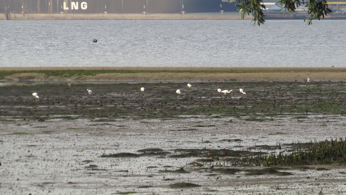 Little Egret - Eyzat Amer