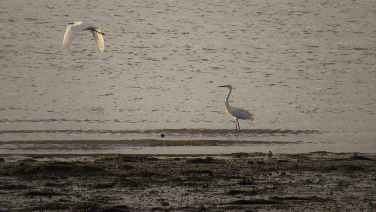 Little Egret - Eyzat Amer