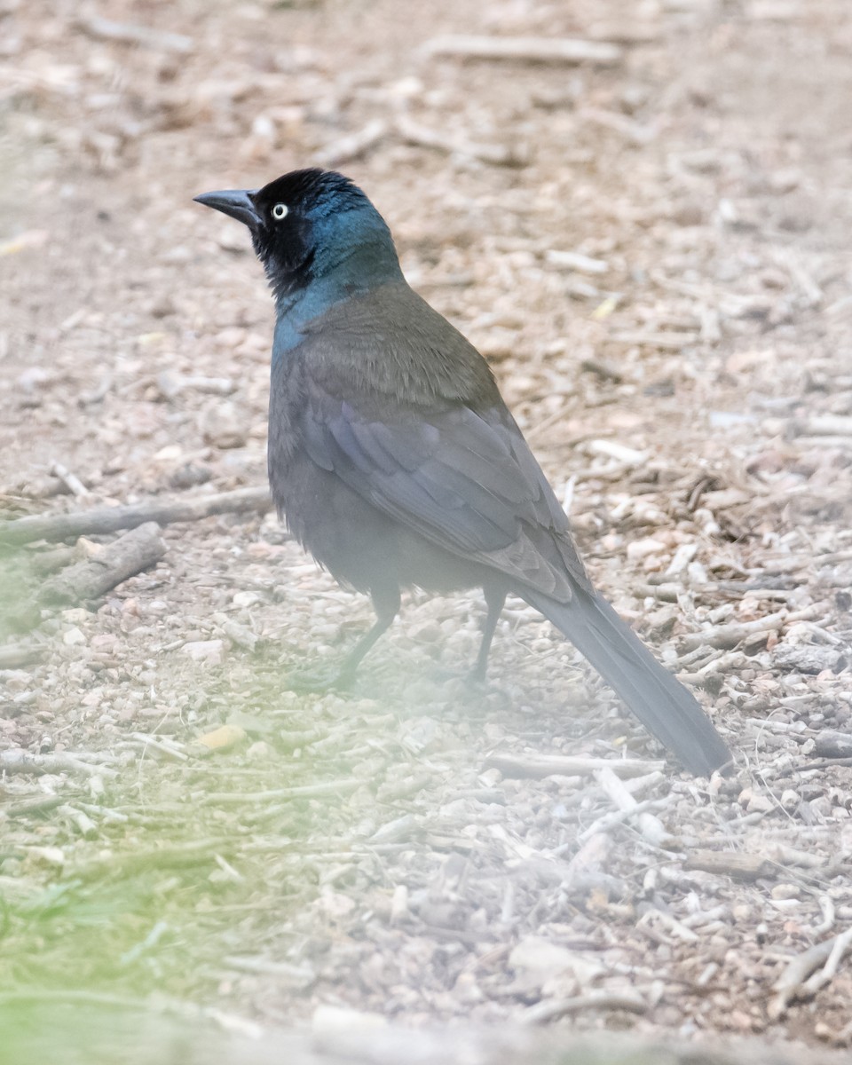 Common Grackle - ML339707201