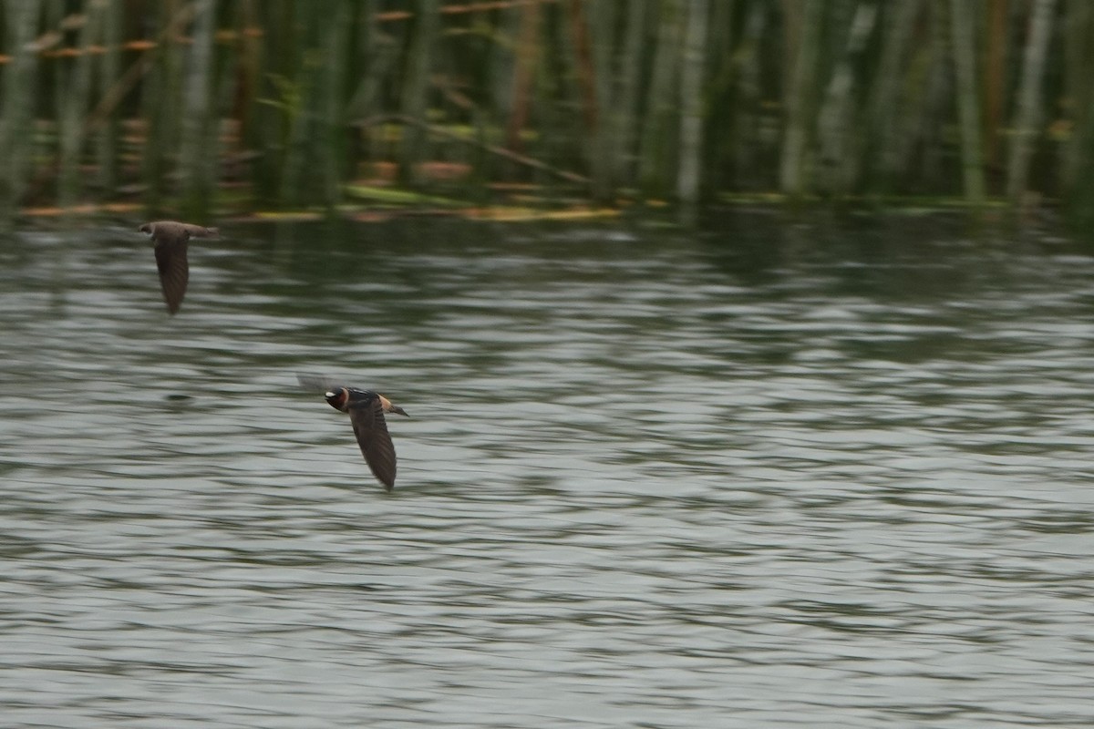 Cliff Swallow - ML339707341