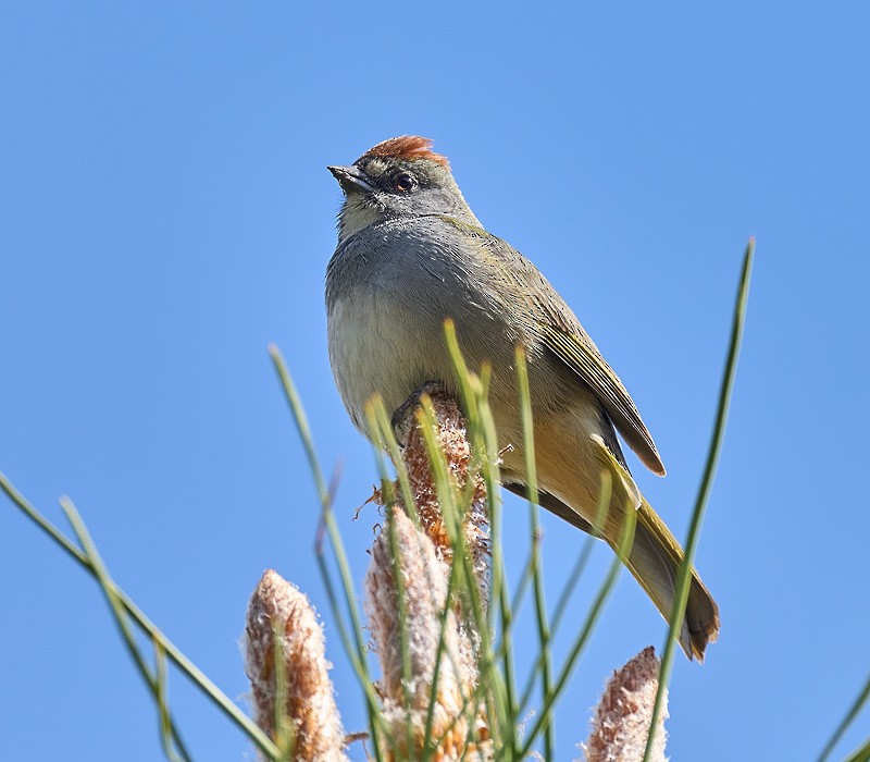 Green-tailed Towhee - ML339708181