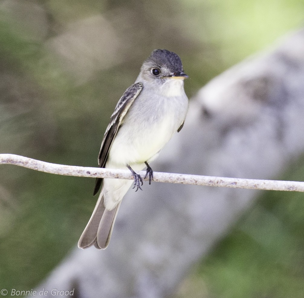 Least Flycatcher - ML339710171