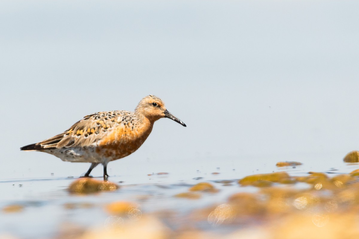 Red Knot - Connor Bowhay