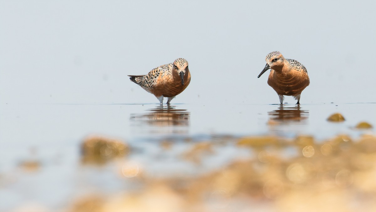 Red Knot - Connor Bowhay