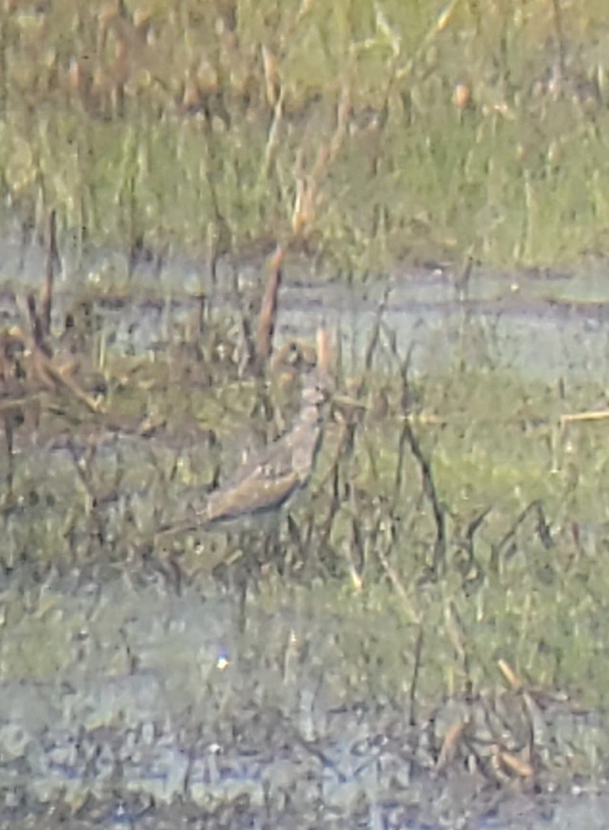 shorebird sp. - ML339713051