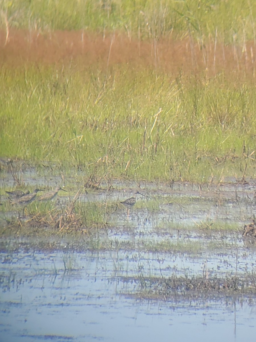 shorebird sp. - ML339713141