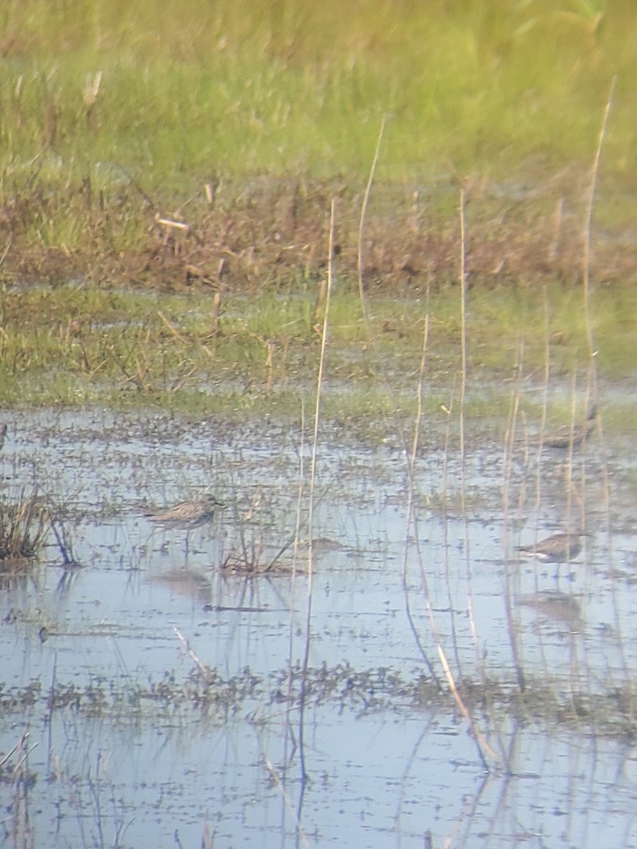 shorebird sp. - ML339713161