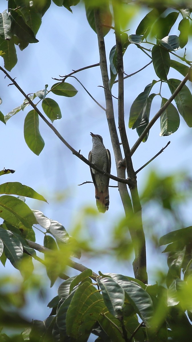 Banded Bay Cuckoo - ML339713401