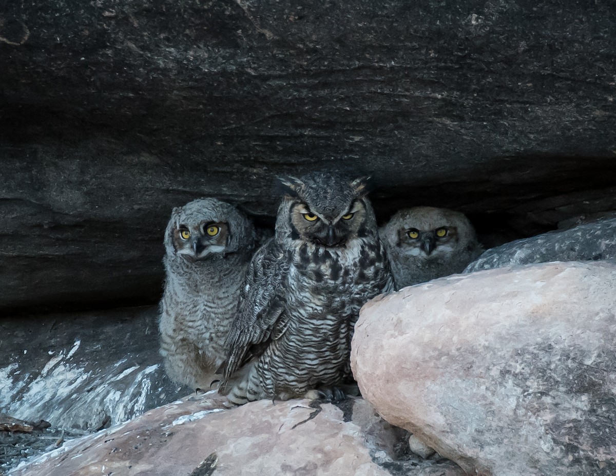 Great Horned Owl - ML339713561